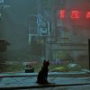 Stray